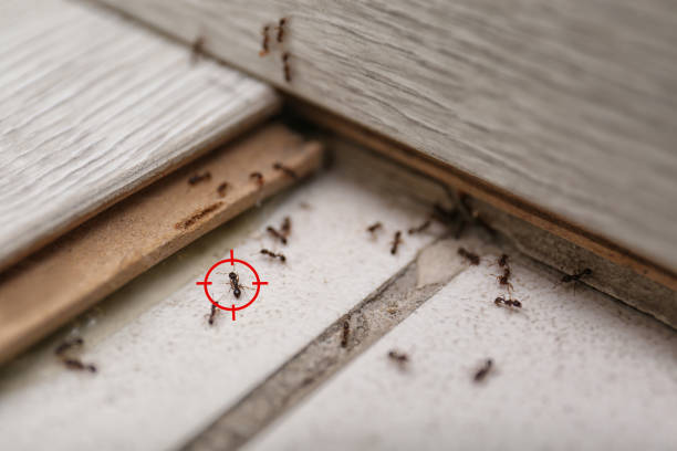 Best Local Pest Control Services  in Garland, TX