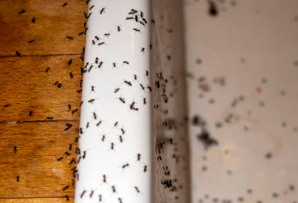 Best Pest Prevention Services  in Garland, TX