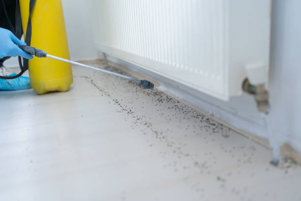 Best Rat Extermination Near Me  in Garland, TX