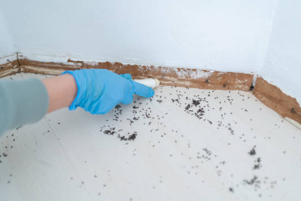 Best Affordable Pest Control Services  in Garland, TX